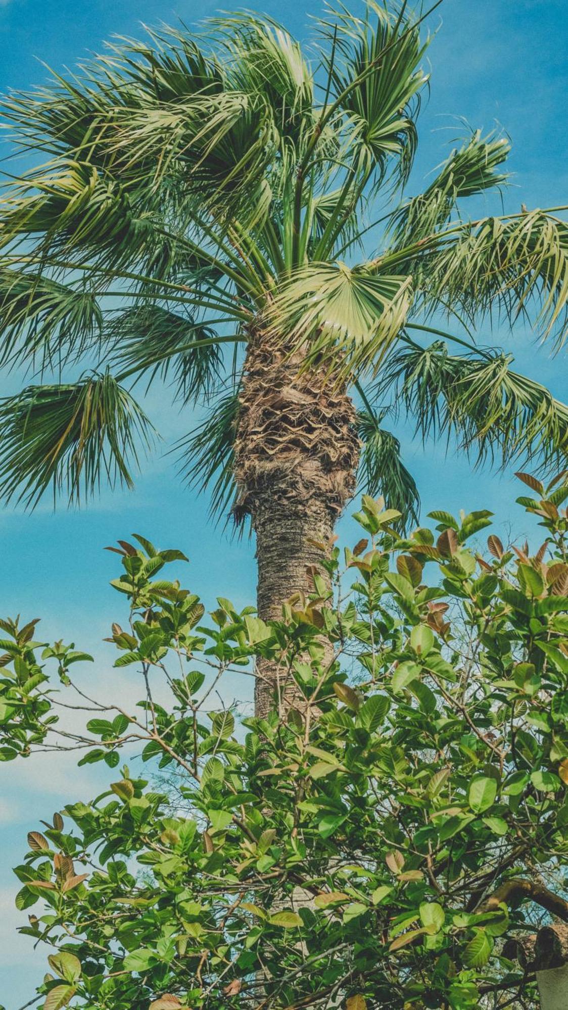 Pine House - Faro Airport, Beach And City Center Экстерьер фото